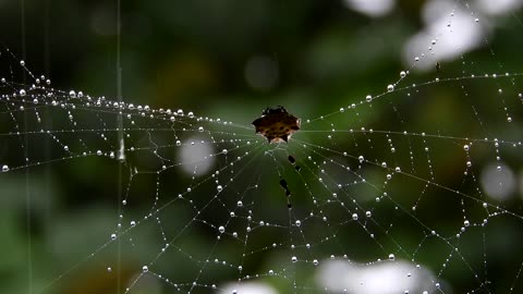 Nature Fauna Insects Macro