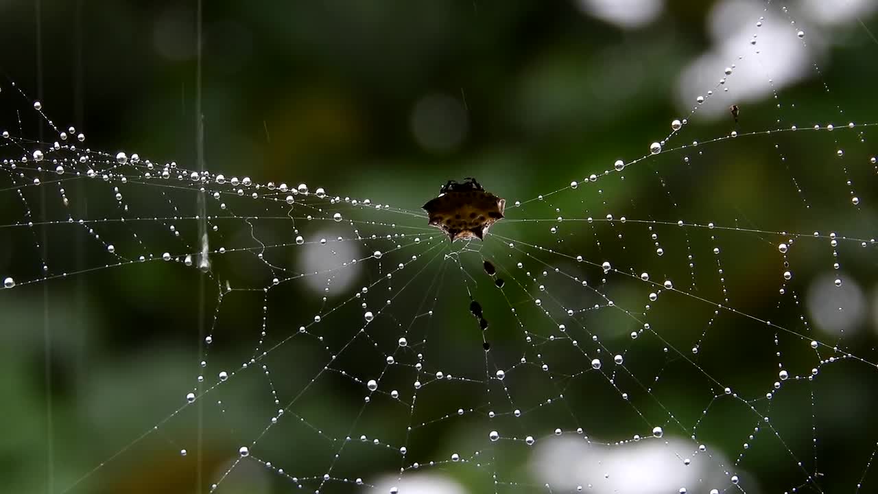 Nature Fauna Insects Macro