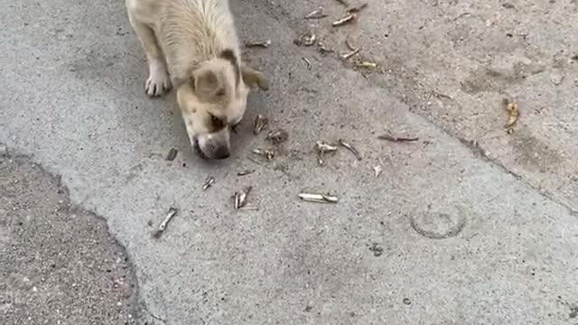 The kittens and puppies love to play with me and I always give them food