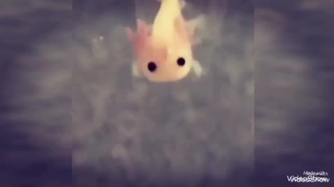 Axolotls Have The Cutest Yawns Cutest bizarre Animal in the world