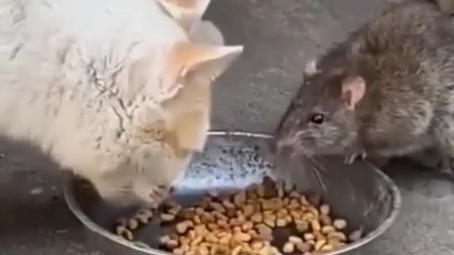 Try Not to Laugh | Funny Cat Video Compilation 2021
