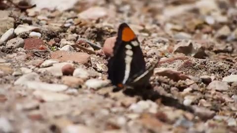 Butterfly Fluttering Its Wings