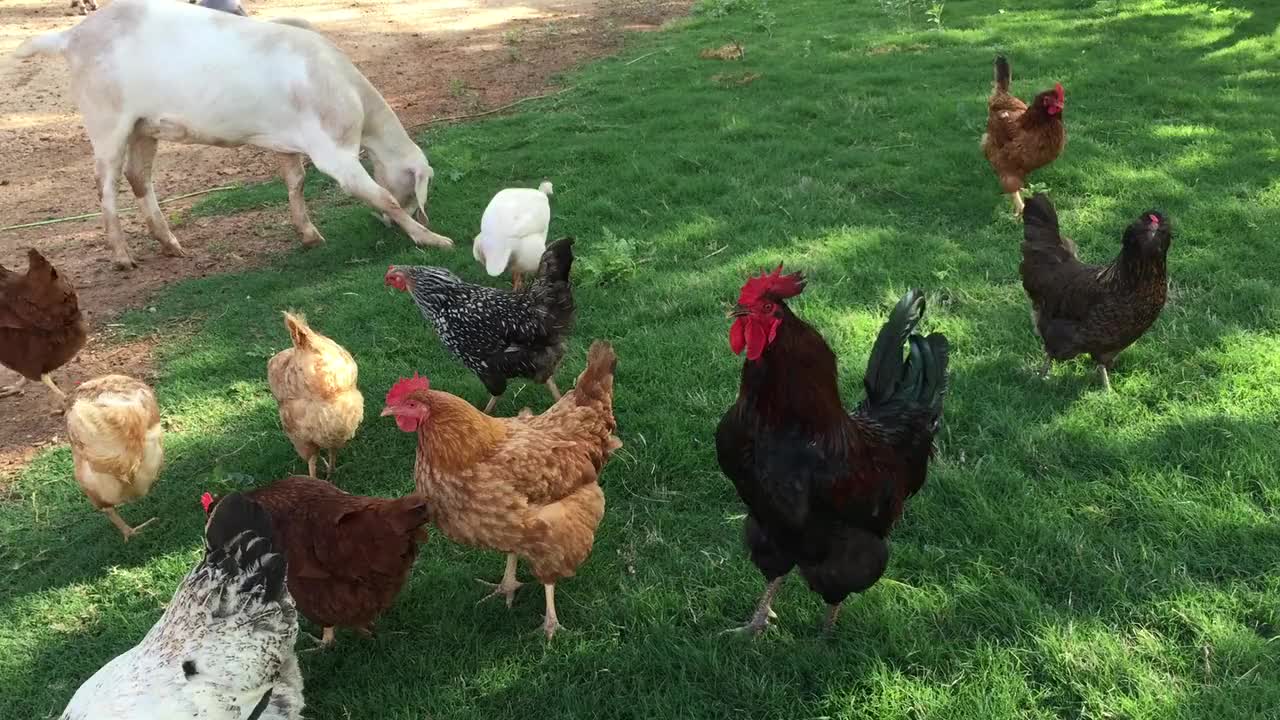 A rooster trying to attack a sheep