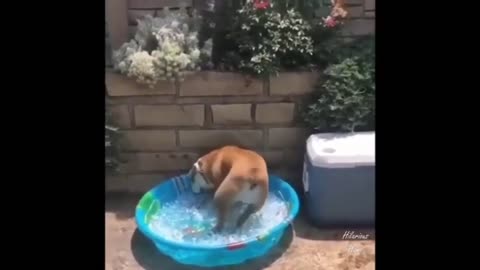Cute And Funny Pets Dogs Compilations 😊