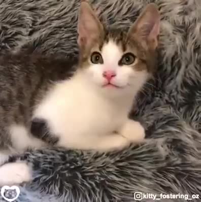 good morning,in the vioce of cats