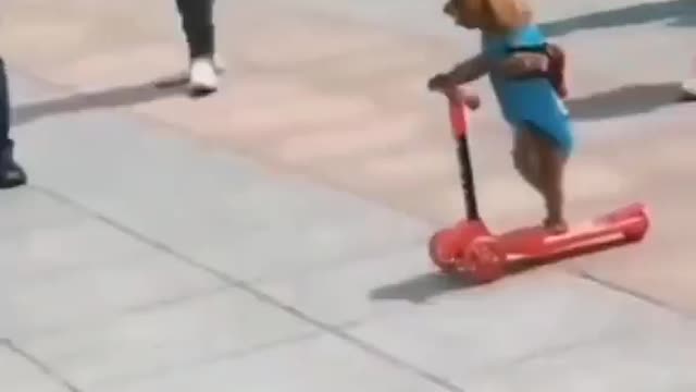 Dog riding a skate