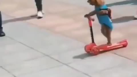 Dog riding a skate