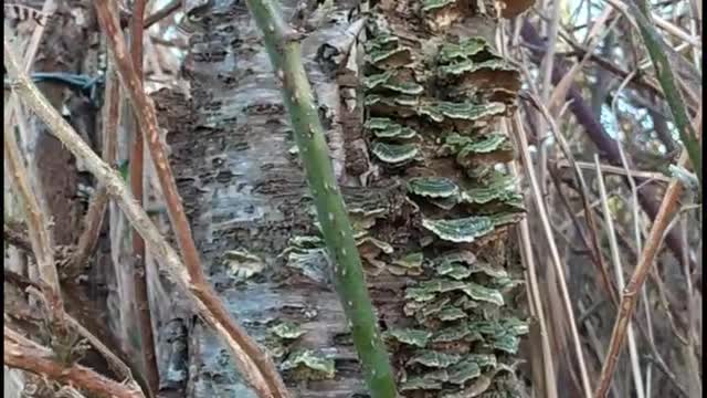 Mushrooms