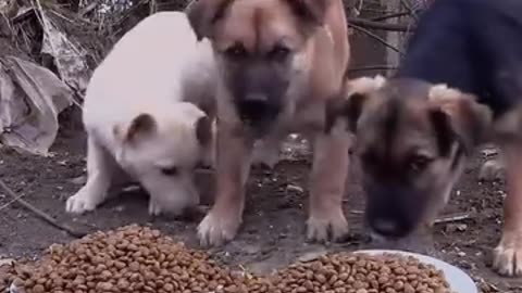 🐕 Cute Puppies