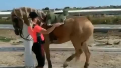 Cute And funny horse Videos Compilation cute moment of the horses - Cutest Horse #01