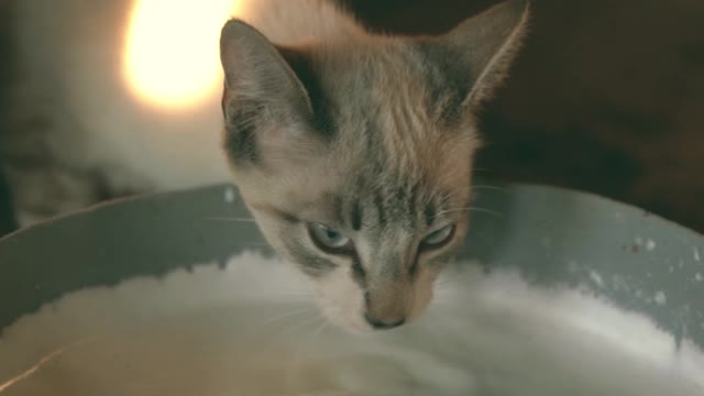 Cat drinks milk