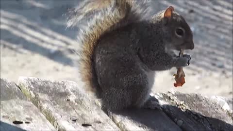 The cute squirrel-Animal world