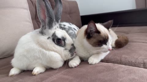 The First Meeting of a Cat and a Rabbit