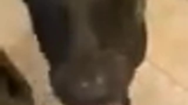 Dog tarnig videos
