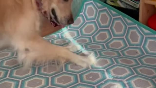 Golden retriever is pouncing on shadows!!