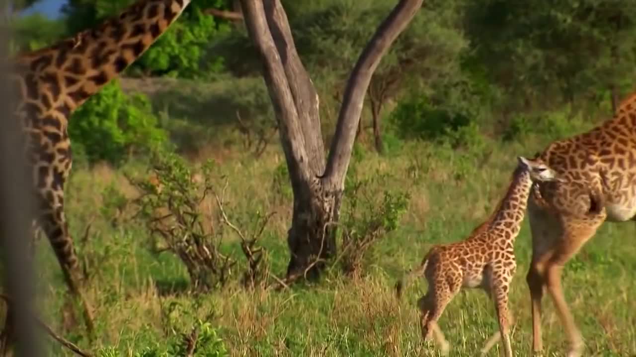 Brave Giraffe