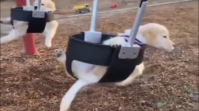 cute swing dog