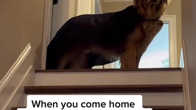 When you come home smelling like another dog...