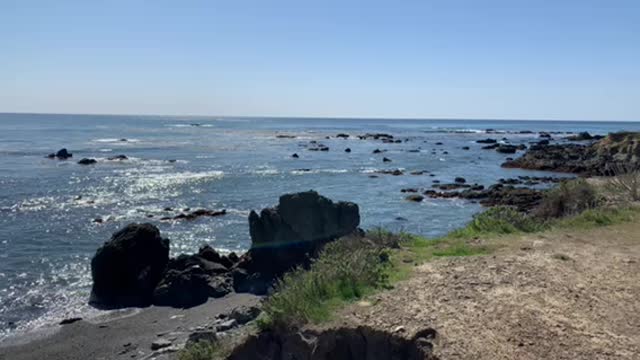 Elephant Seals basking in the sun off the California coast.