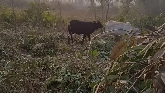 Two cow in forest