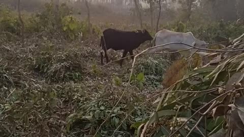 Two cow in forest