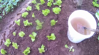 Today I planted tomatoes and dug up a water snake😂😍