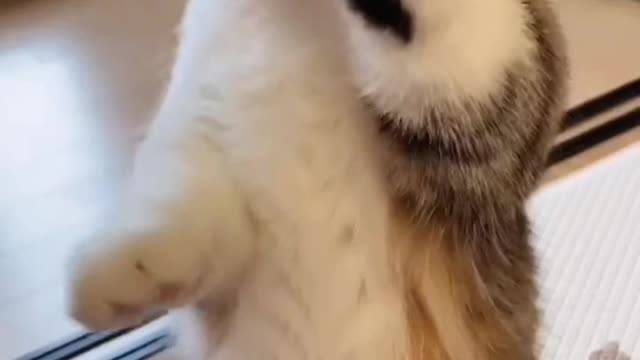 If you haven't seen my cat, I think your life is meaningless