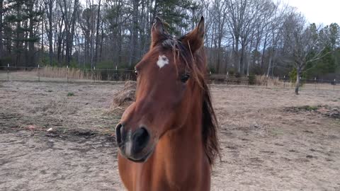 Egyptian Arabian horse at dinnertime.