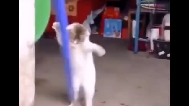 Funniest Cats - Funny Cats Life - Funny Animal Videos Episode 5