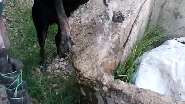 My black dog drinking water like this