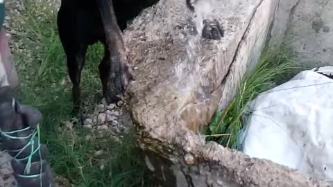 My black dog drinking water like this