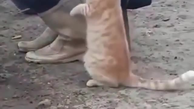 Cat can't wait for its milk and drinks directly from a cow