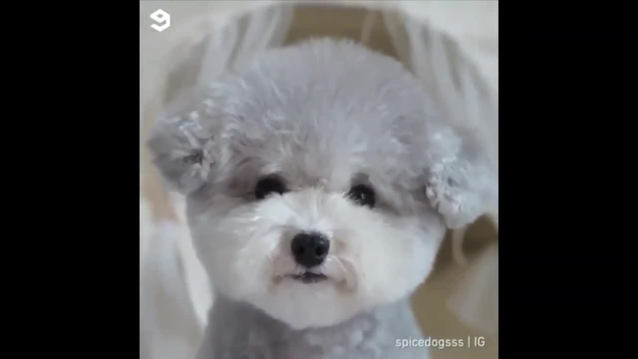 Cute Puppy Laughing Happily