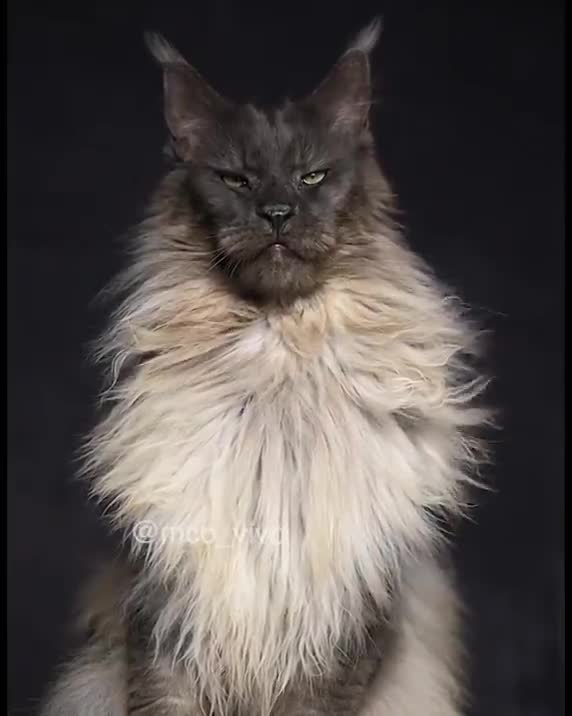 this is a Maine Coon😎⁣ Handsome, just look?