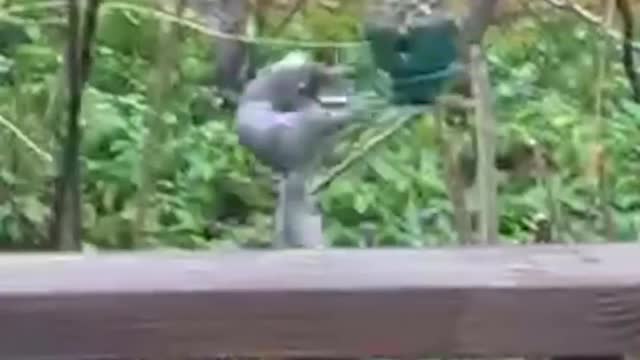 Funny Animals-video