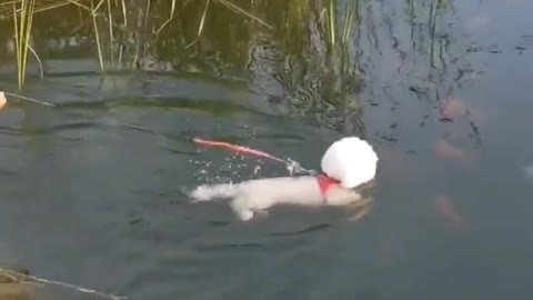 Take the dog out for a swim today