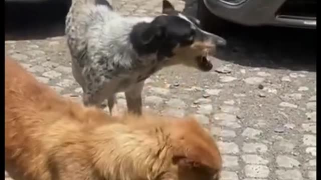 Feed and love stray dogs .