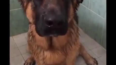 Even big dogs are afraid of bathing