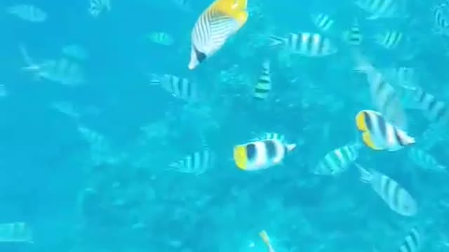 Snorkeling in Guam