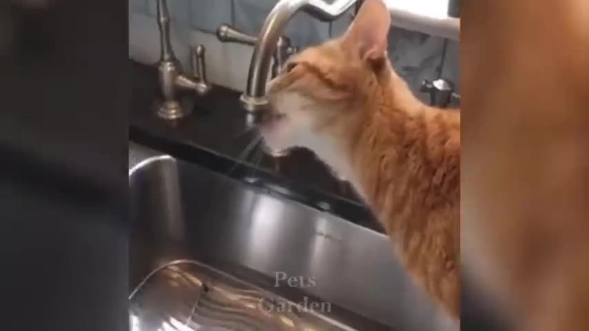 Funny cat videos of the days
