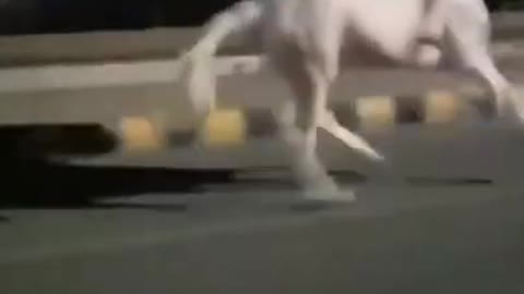 Horse racing in road