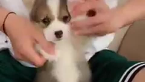 dancing dog so cute