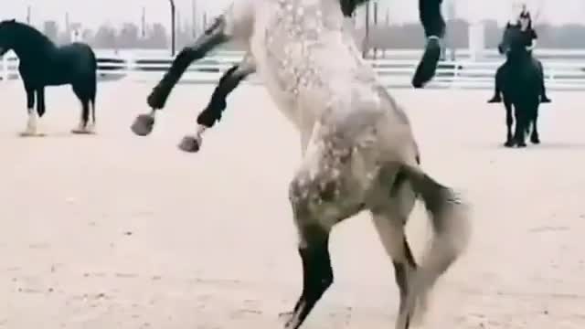 Amazing horse freestyle