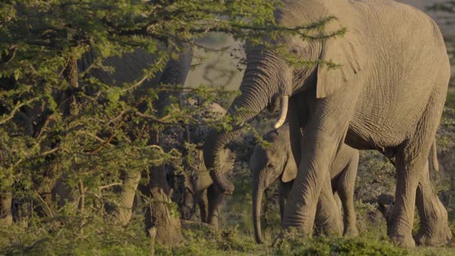 Elephants in Kenyan with family