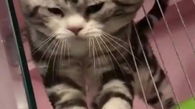 Funny cats video short