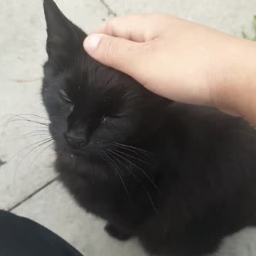 My black old cat enjoys being petted😻