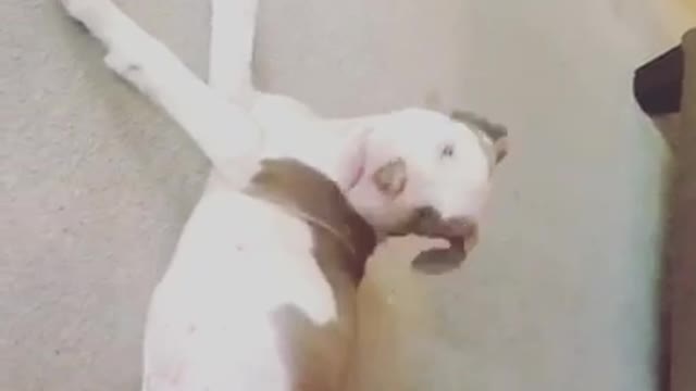 Pitbull gets tired of chasing his tail