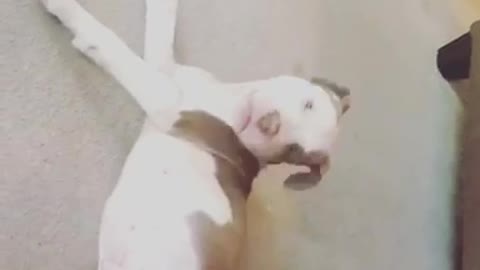 Pitbull gets tired of chasing his tail