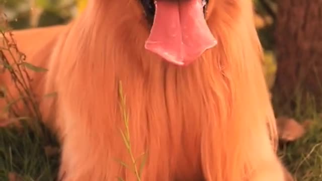 Funniest-Animals-Funny-Cats #shorts #TikTok #Funnyanimals
