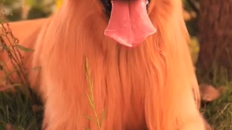 Funniest-Animals-Funny-Cats #shorts #TikTok #Funnyanimals